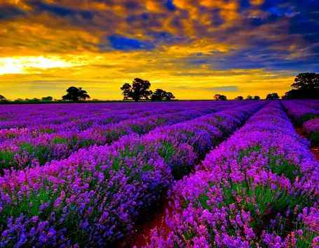 Coltivazione lavanda