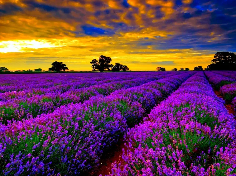 Coltivazione lavanda