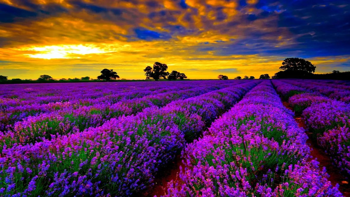 Coltivazione lavanda