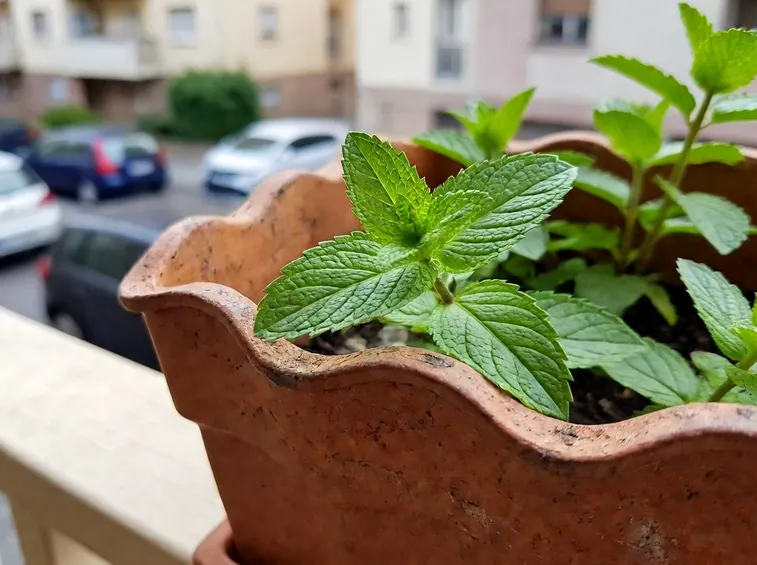 menta