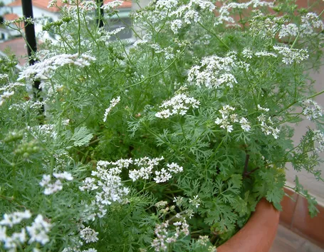 Coriandolo