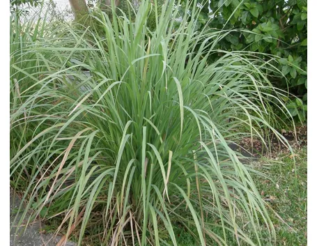 Citronella