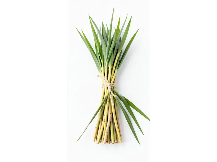 raccolta citronella