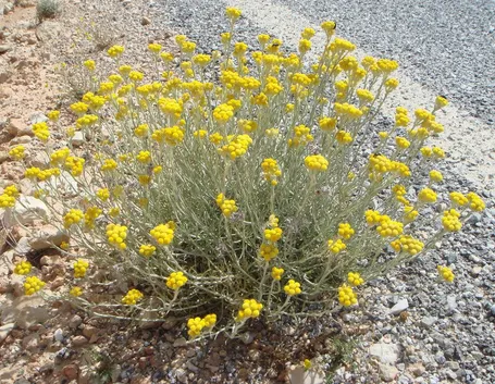 Elicriso coltivato in piena terra