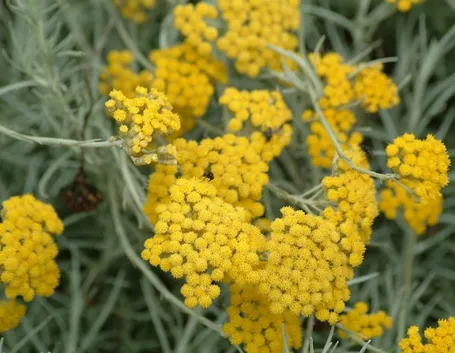 Fiori di Elicriso