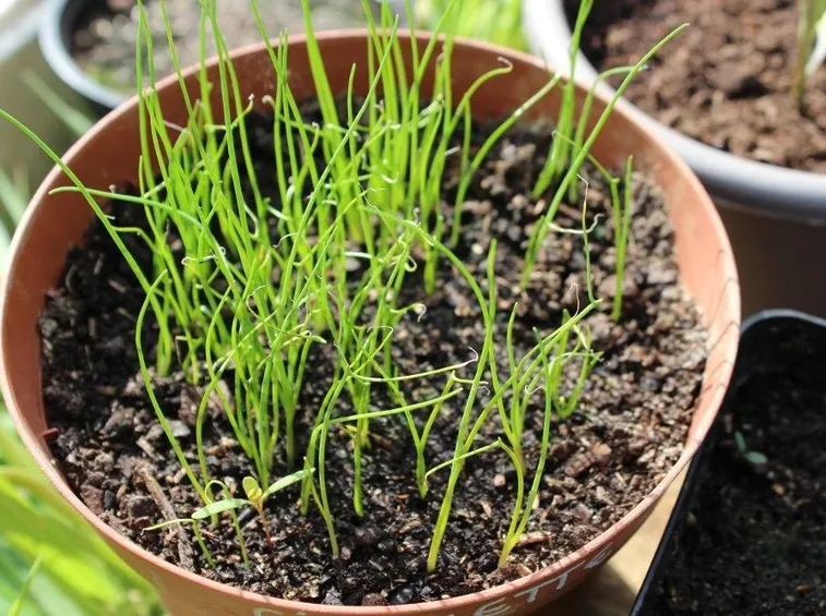 Erba cipollina in vaso