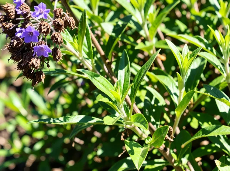 erba Luisa malattie cure
