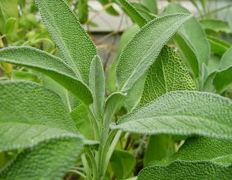 Tipiche erbe mediterranee