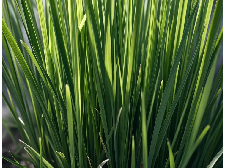 Pianta di citronella