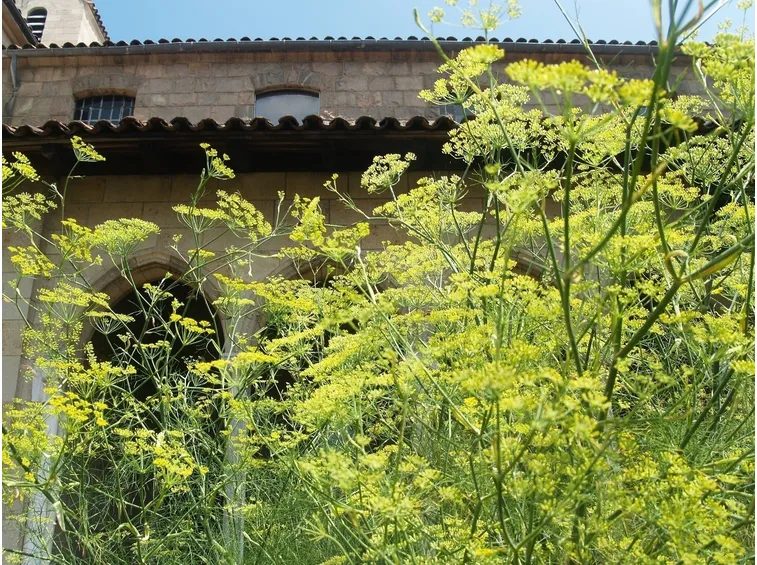 Finocchietto giardino