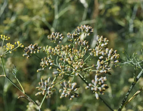 Finocchio
