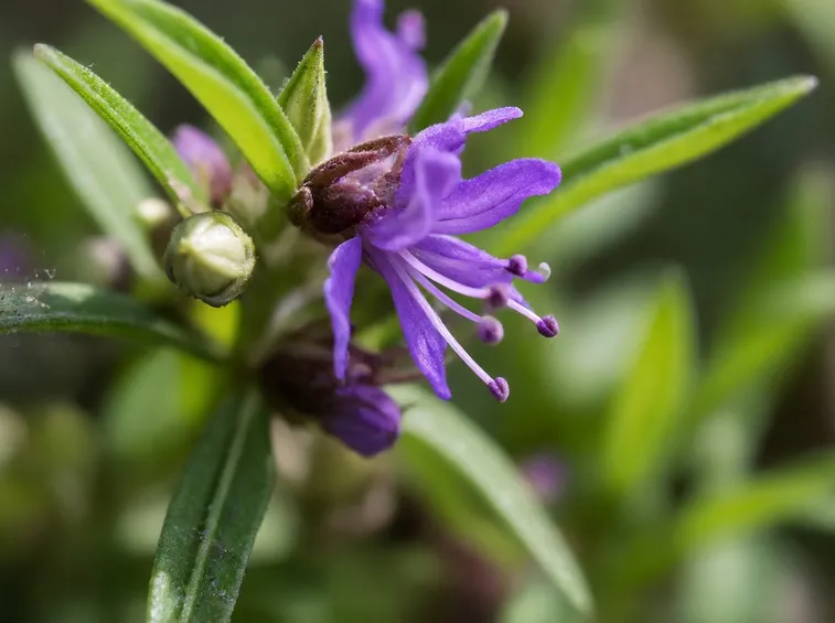 hyssopus officinalis