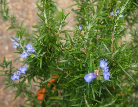Rosmarino fiorito in vaso