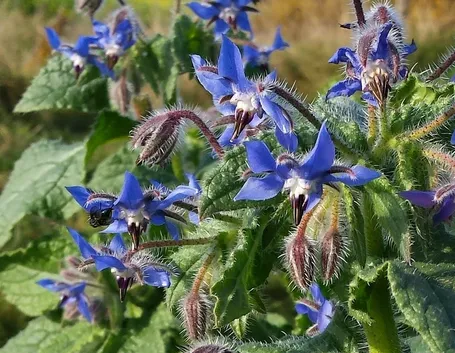 Fiori di borragine