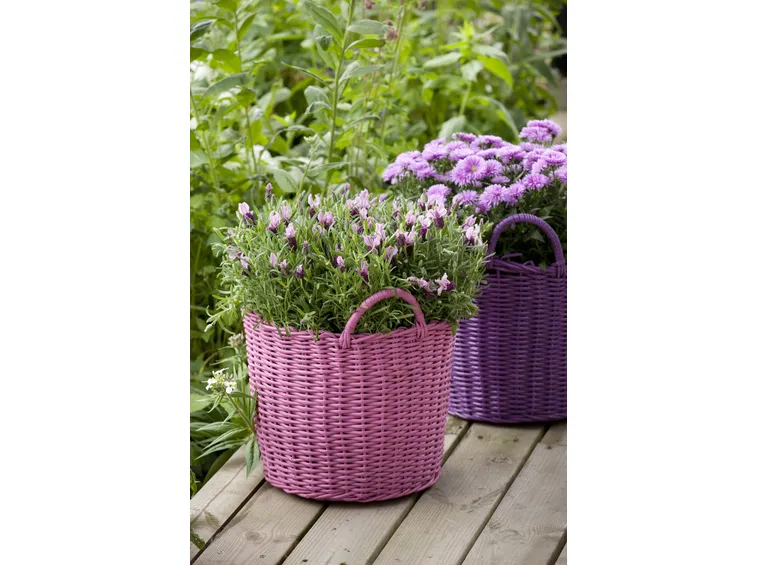 lavanda in vaso