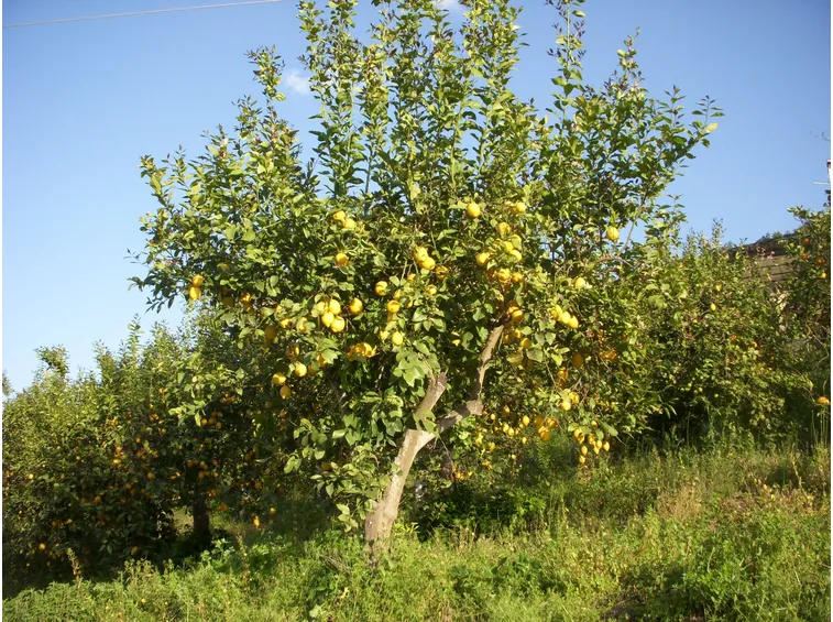 coltivazione limoni