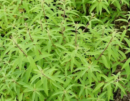Lippia Citriodora coltivata