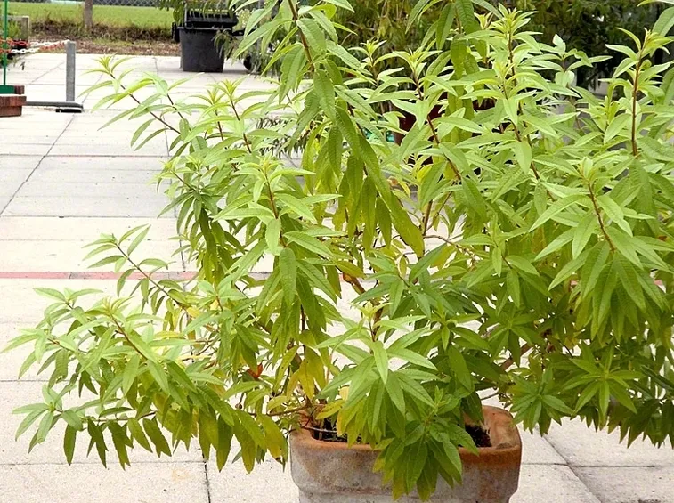 Lippia Citriodora pianta