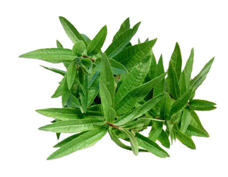 Lippia