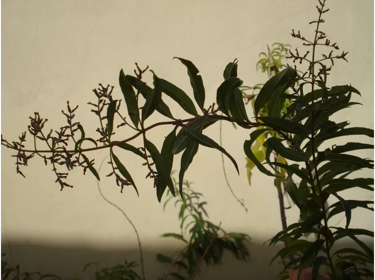 lippia o cedrina