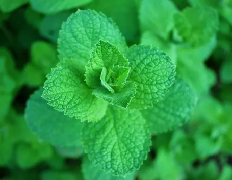 Menta aquatica
