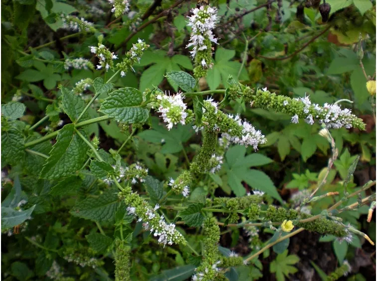 Mentha suaveolens