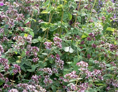 origanum vulgare 