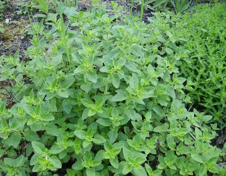 Pianta di origano.