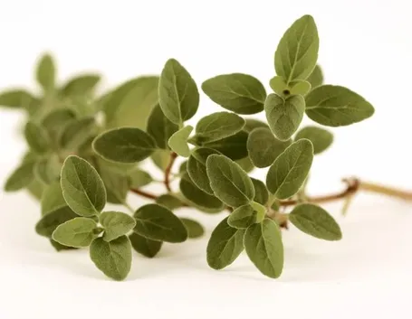 Origano selvatico