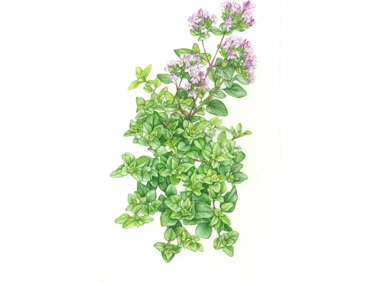 Origano fiorito
