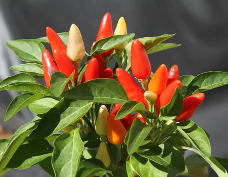 Peperoncino