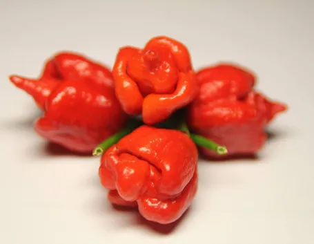 Peperoncino Trinidad Scorpion