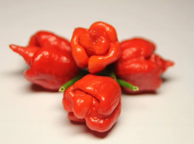 Peperoncino Trinidad Scorpion