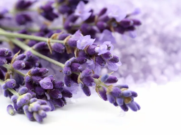 Fiori di lavanda