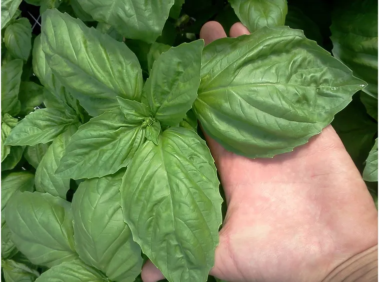 Basilico a foglie grandi