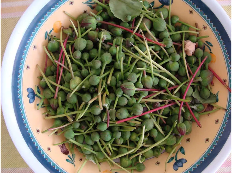 Varietà diffusa di capperi