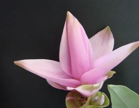 Fiori curcuma longa
