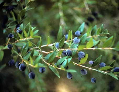 Bacche del Myrtus communis.