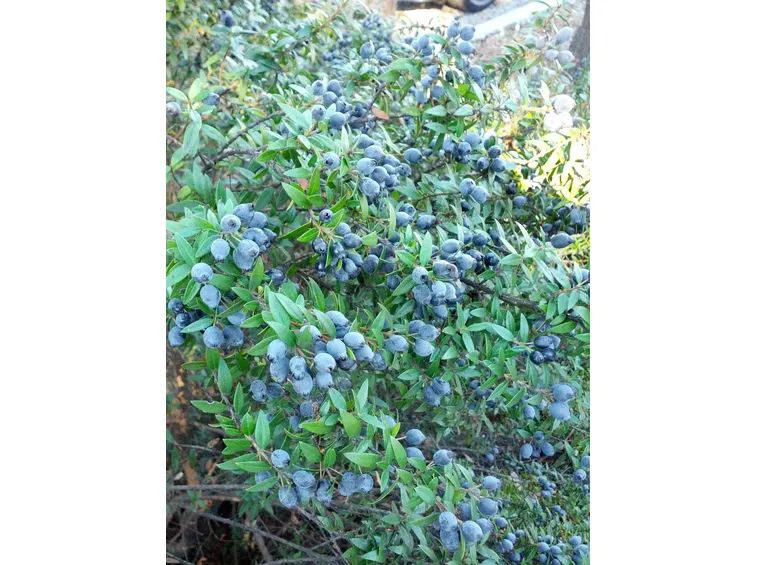 Mirto coltivato in giardino.