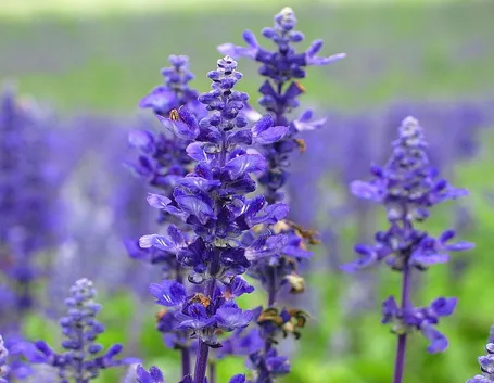 Campo di lavanda in Provenza