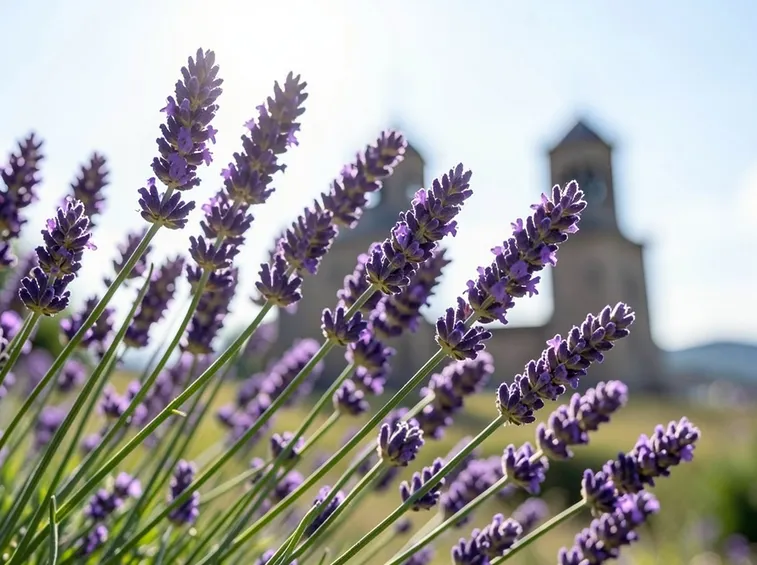 Mazzetto di fiori di lavanda