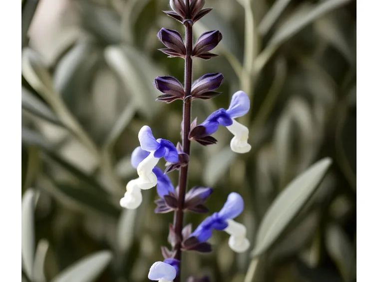 Salvia