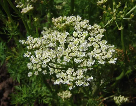 Fiori piperna