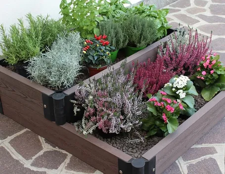 piante aromatiche salutari