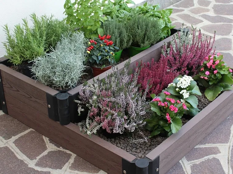 piante aromatiche salutari