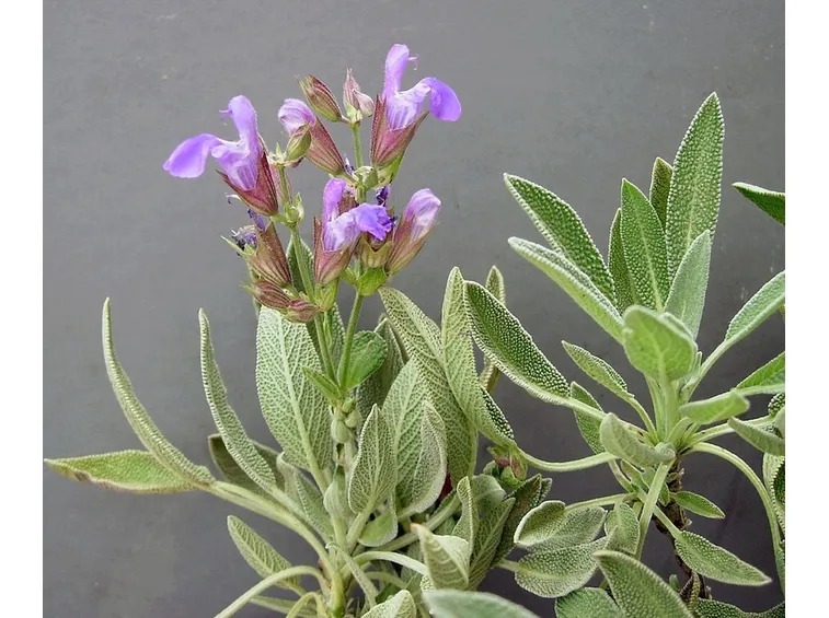 salvia officinalis