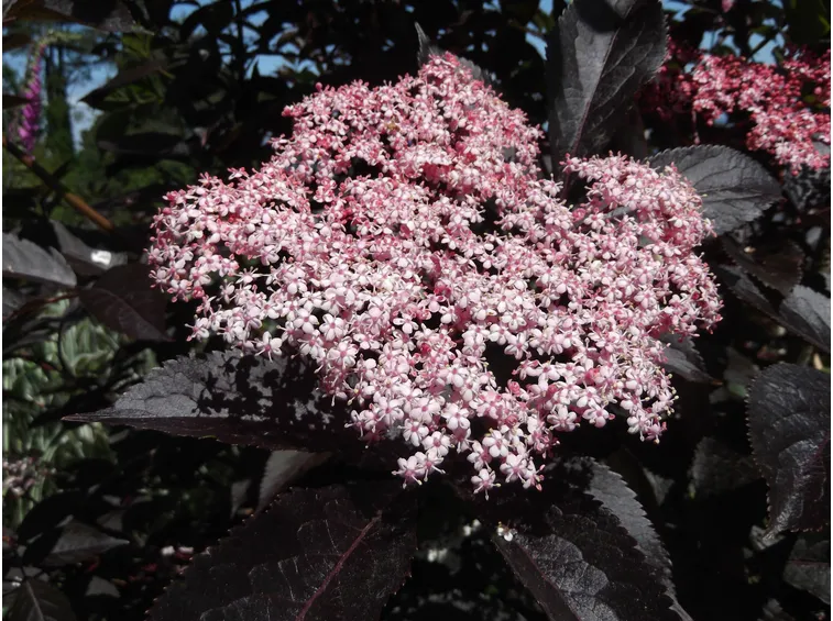 Sambucus Nigra