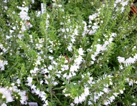 Fiori santoreggia