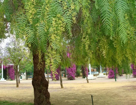 Albero schinus molle