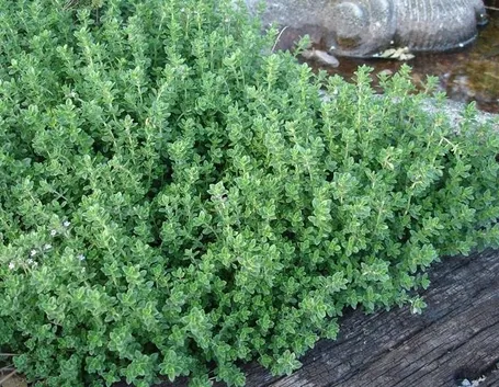 Pianta di timo limone.